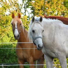 Anden særlig race Kosmo van Klaverborch