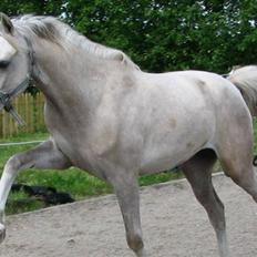 Anden særlig race Kosmo van Klaverborch