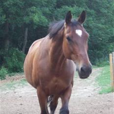 Dansk Varmblod Benjamin - den store. <3