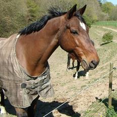 Dansk Varmblod Benjamin - den store. <3