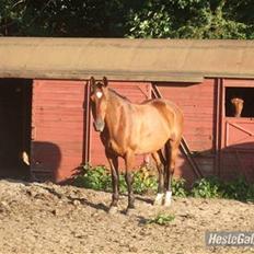 Dansk Varmblod Benjamin - den store. <3