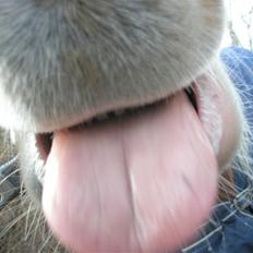 Islænder Falleg fra Thorsvighus