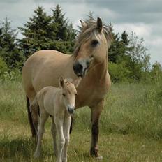 Fjordhest Stella