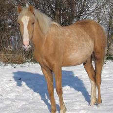 DSP Kildedal's Golden Dream