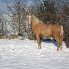 DSP Kildedal's Golden Dream