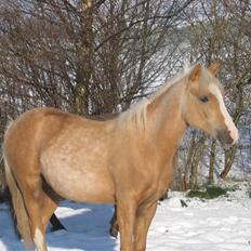 DSP Kildedal's Golden Dream