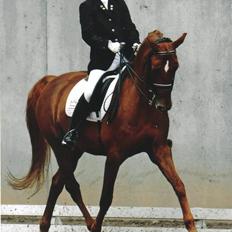 Dansk Varmblod Lizette Grand Prix hest i dressur