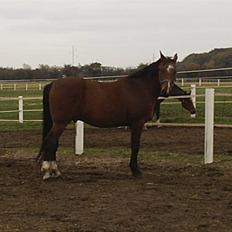 Anden særlig race Leandro