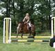 Welsh Pony af Cob-type (sec C) Flying meat-ball