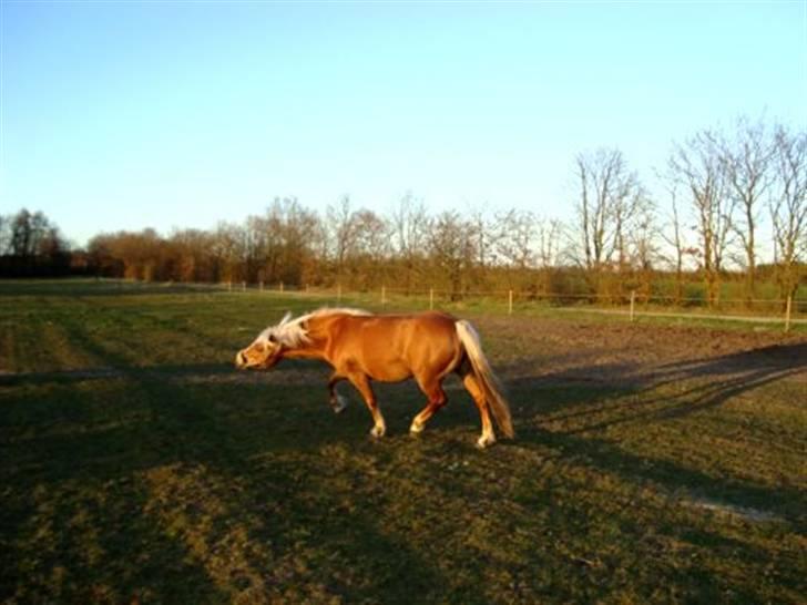 Haflinger Mille  - foto: Mette(mig) billede 10