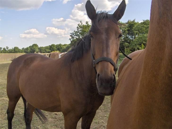 Anden særlig race Aladya billede 1