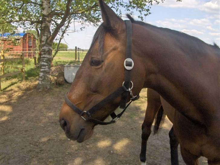Anden særlig race Aladya billede 2