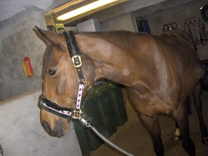 Anden særlig race Aladya billede 3