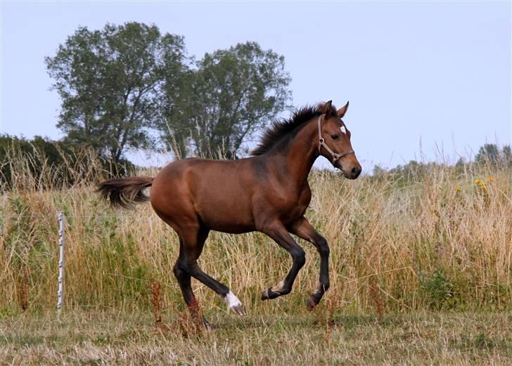 New Forest Skovlundegårds Hercules - Hercules 4½ måned, og allerede en lille her kommer jeg herre - han ved godt han er dejlig :)) billede 1