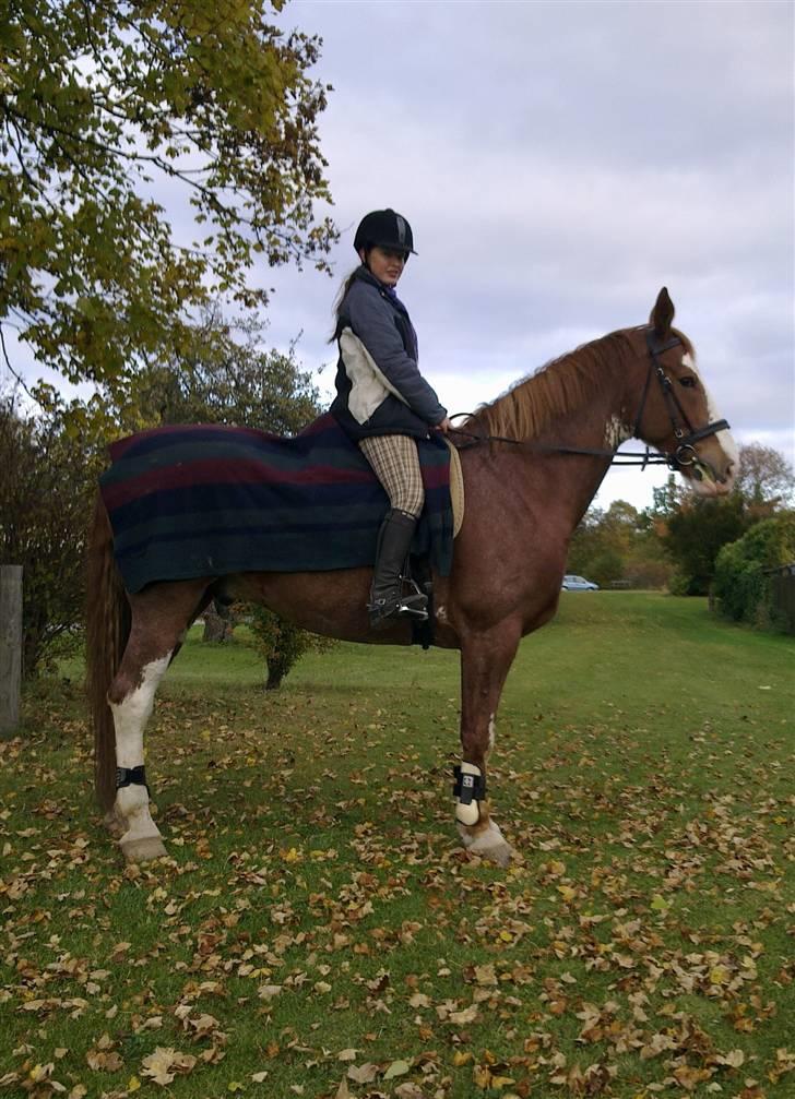 Hollandsk Varmblod Sonny - 17/10 2009 billede 11