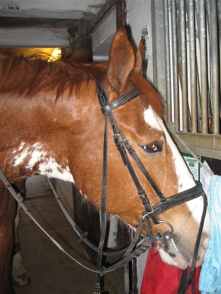 Hollandsk Varmblod Sonny -  - Er der mon noget mad her? :D (23/3 2008) billede 12