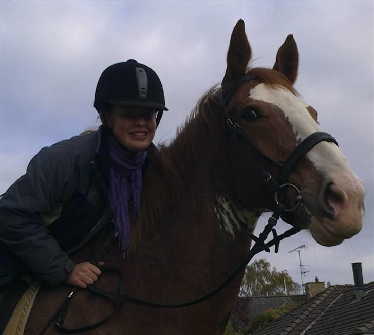 Hollandsk Varmblod Sonny - 17/10 2009 billede 13