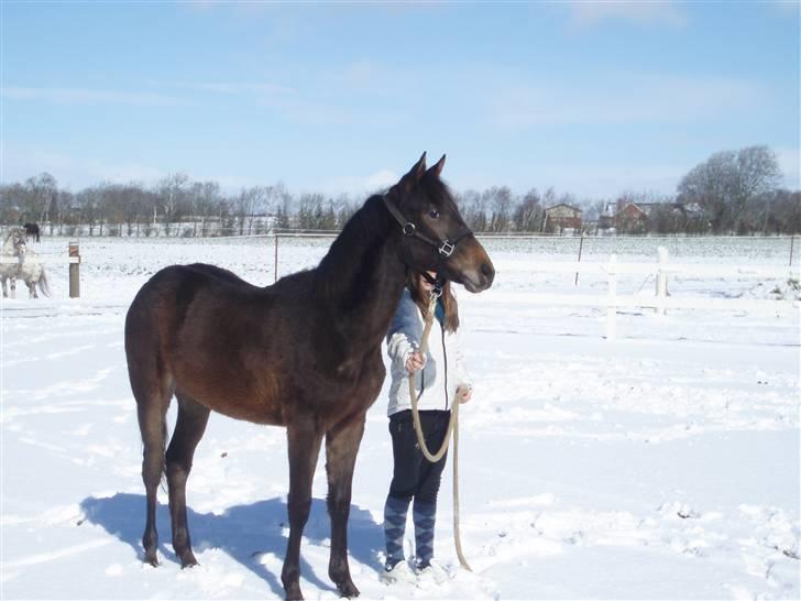 Anden særlig race Trisha - Trisha ser sne for første gang i sit liv... billede 11