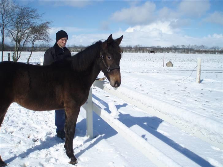 Anden særlig race Trisha billede 14