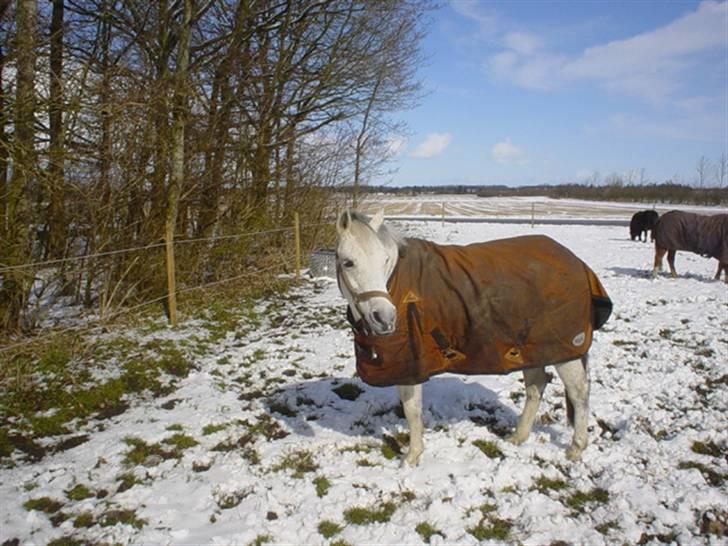 Anden særlig race Mon Cherie - 24/3 08. Risse i sneen ;d  billede 11