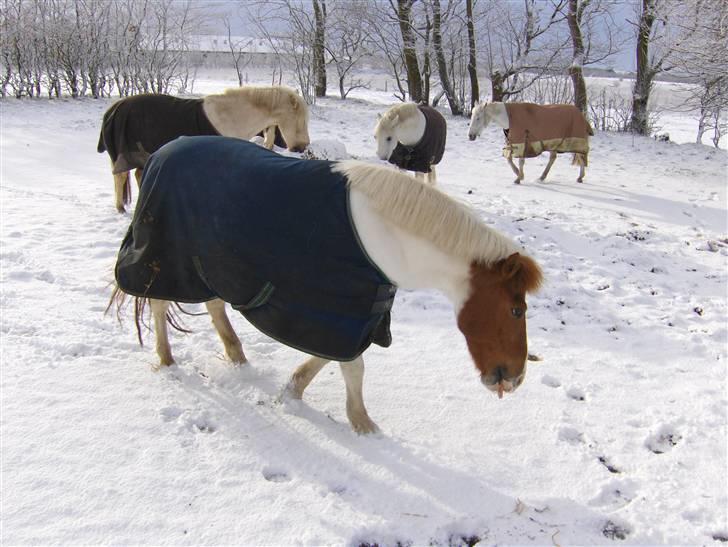 Shetlænder Asterix  (Solgt) billede 16
