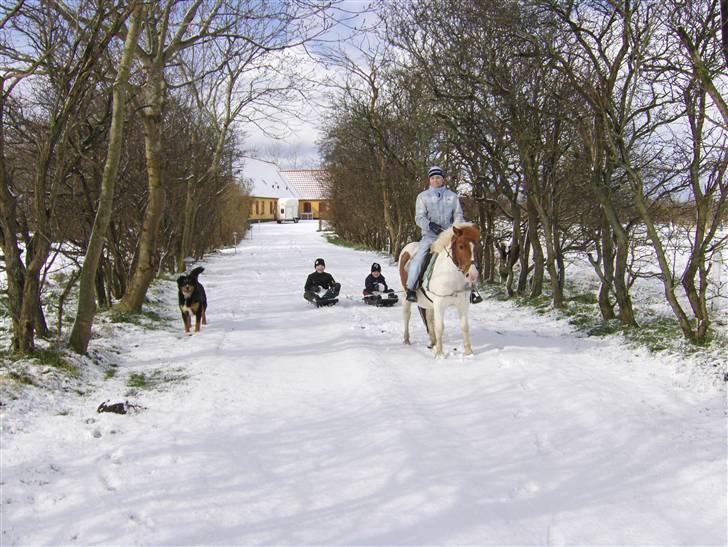 Shetlænder Asterix  (Solgt) billede 17