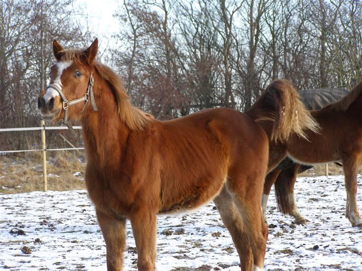 Anden særlig race Østerhedens La Luna Rossa billede 17