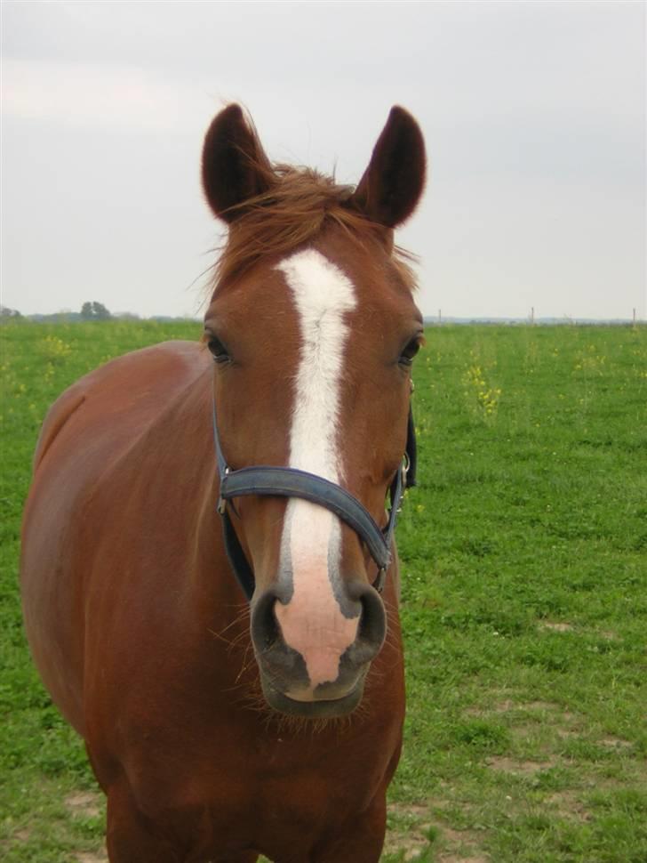 Anden særlig race skovslands Maffia - min smukke pony.. billede 11