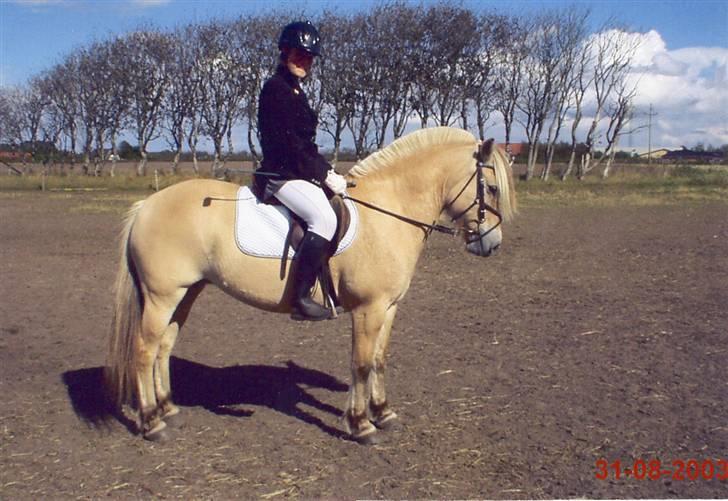 Fjordhest Luise-*R.I.P* - Pernille og Luise til Områdemesterskab i Hornum,31.08.03. De blev nr. 2 billede 13