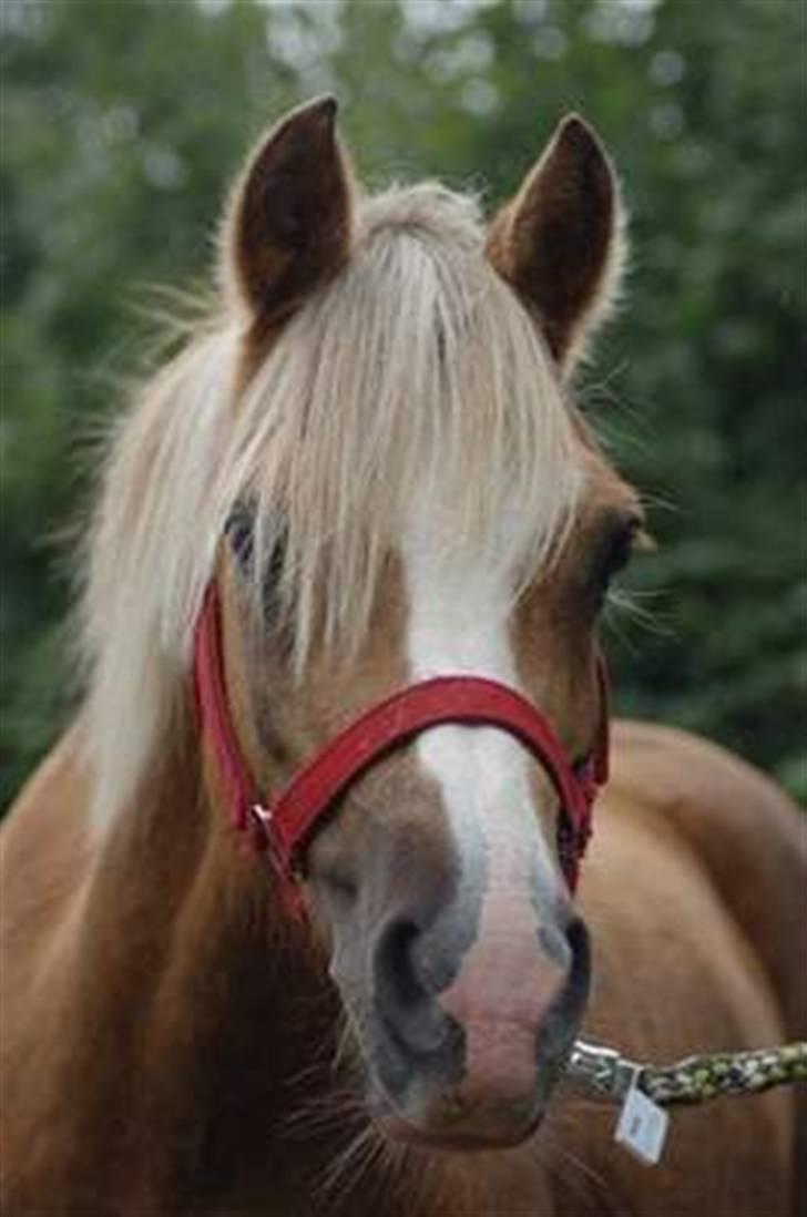 Anden særlig race Jamaica(red før sommer08) - foto: VIR billede 1