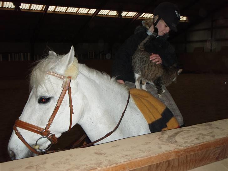 New Forest Sonnius Daphne solgt/død - *NYT* Daffer og mig hygger i ridehallen med en kat ..feb 08 billede 14