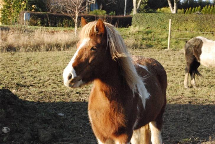 Islænder Falleg fra Thorsvighus - Velkommen til min højtelskede Fadde´mus :D jeg elsker dig :´) her på folden i; d;  Foto: Miig :ii <3 billede 1