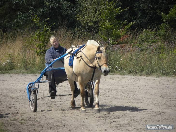 Fjordhest Solvrå - Ude og køre med tøsen d.16/7-09 billede 14