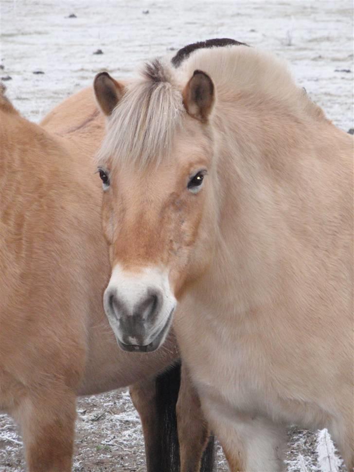 Fjordhest Solvrå - Supermule på fold d.31/12-08 billede 15