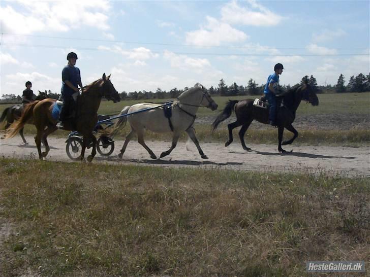 Fjordhest Solvrå - Kim på Nala, Cecilie på Bounty, mig med Solvrå og Jay på Mastermind. billede 17