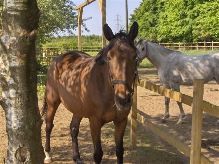 Anden særlig race Aladya billede 5