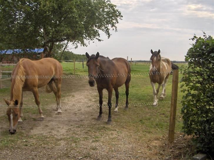 Anden særlig race Aladya billede 6