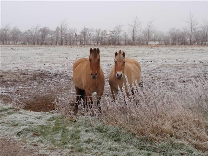 Fjordhest Solvrå - 2 gange supermule d.31/12-08 billede 19