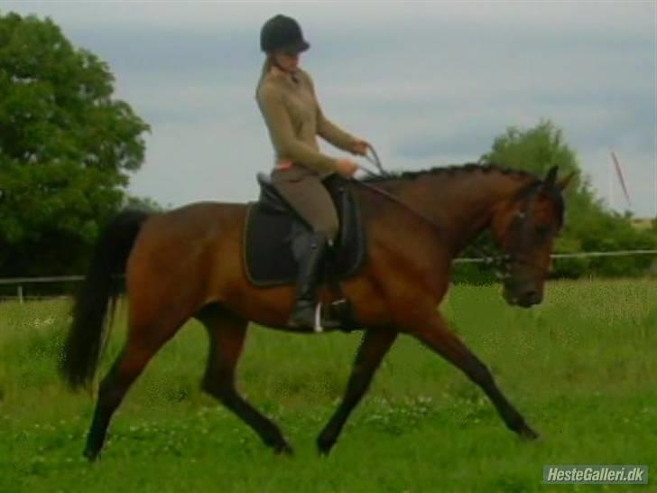 Anden særlig race Aladya billede 7