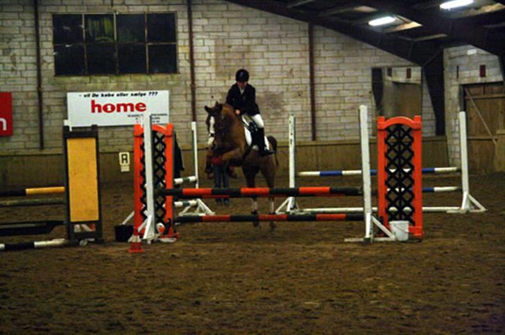 Hollandsk Sportspony Calypso SOLGT - Rikke og Calypso, til stævne på SKR (: <3 billede 7