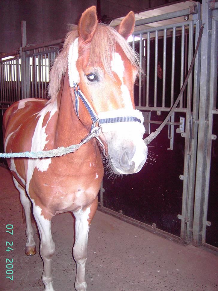 Anden særlig race Flik Flak - Flik flak... Er han ikke dejlig? billede 5