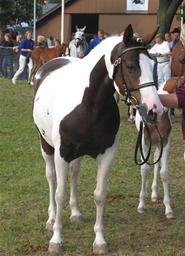 Pinto Kaluu Nyberg udlånt  - Kaluus mor Karea da de begge var til Roskilde dyrskue i 05 billede 10