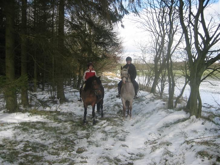 Anden særlig race Athene billede 10