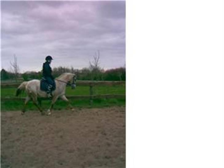 Anden særlig race Athene billede 12