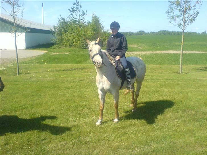 Anden særlig race Athene billede 14