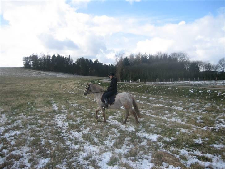 Anden særlig race Athene billede 15