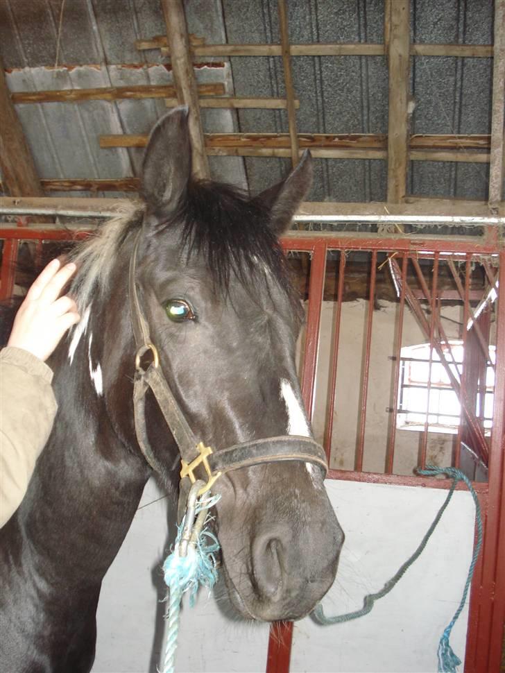 Pinto Melanie [solgt] billede 1