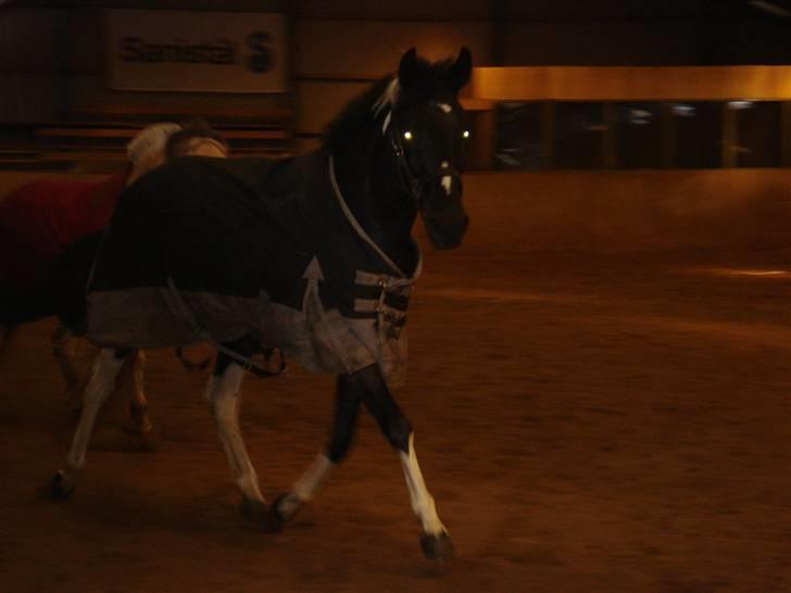 Pinto Melanie [solgt] billede 2