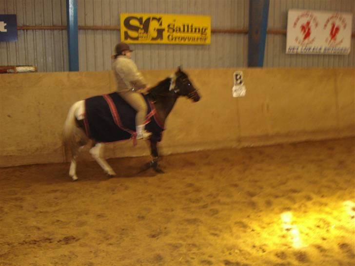 Pinto Melanie [solgt] billede 3