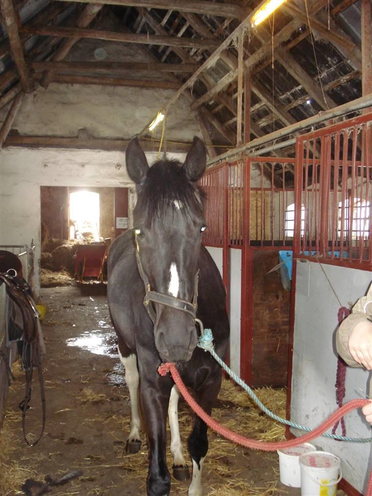 Pinto Melanie [solgt] billede 4